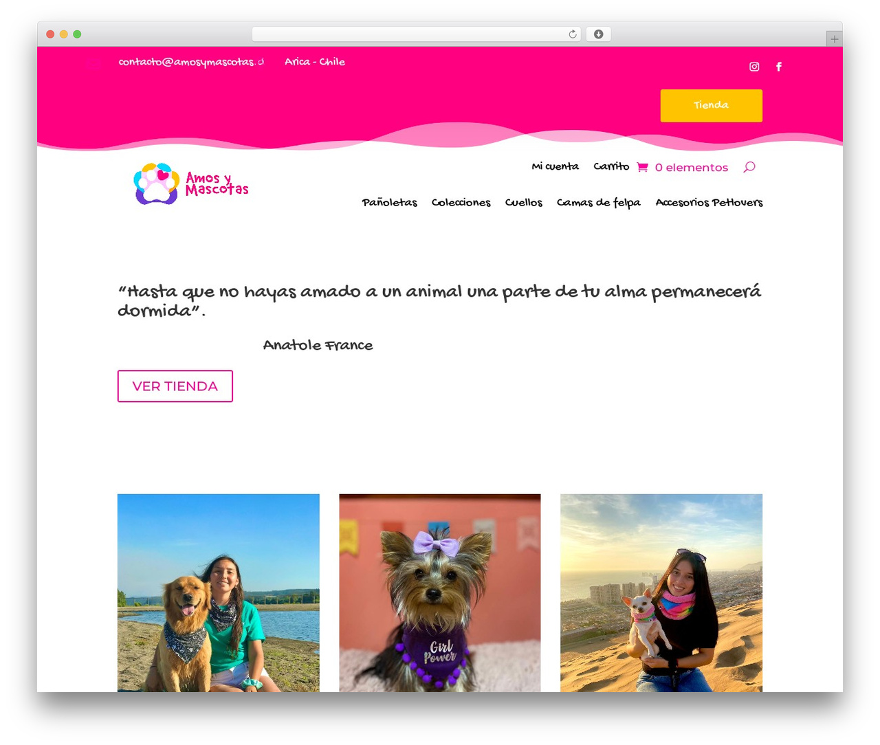Divi theme WordPress - amosymascotas.cl Divi theme WordPress - amosymascotas.cl