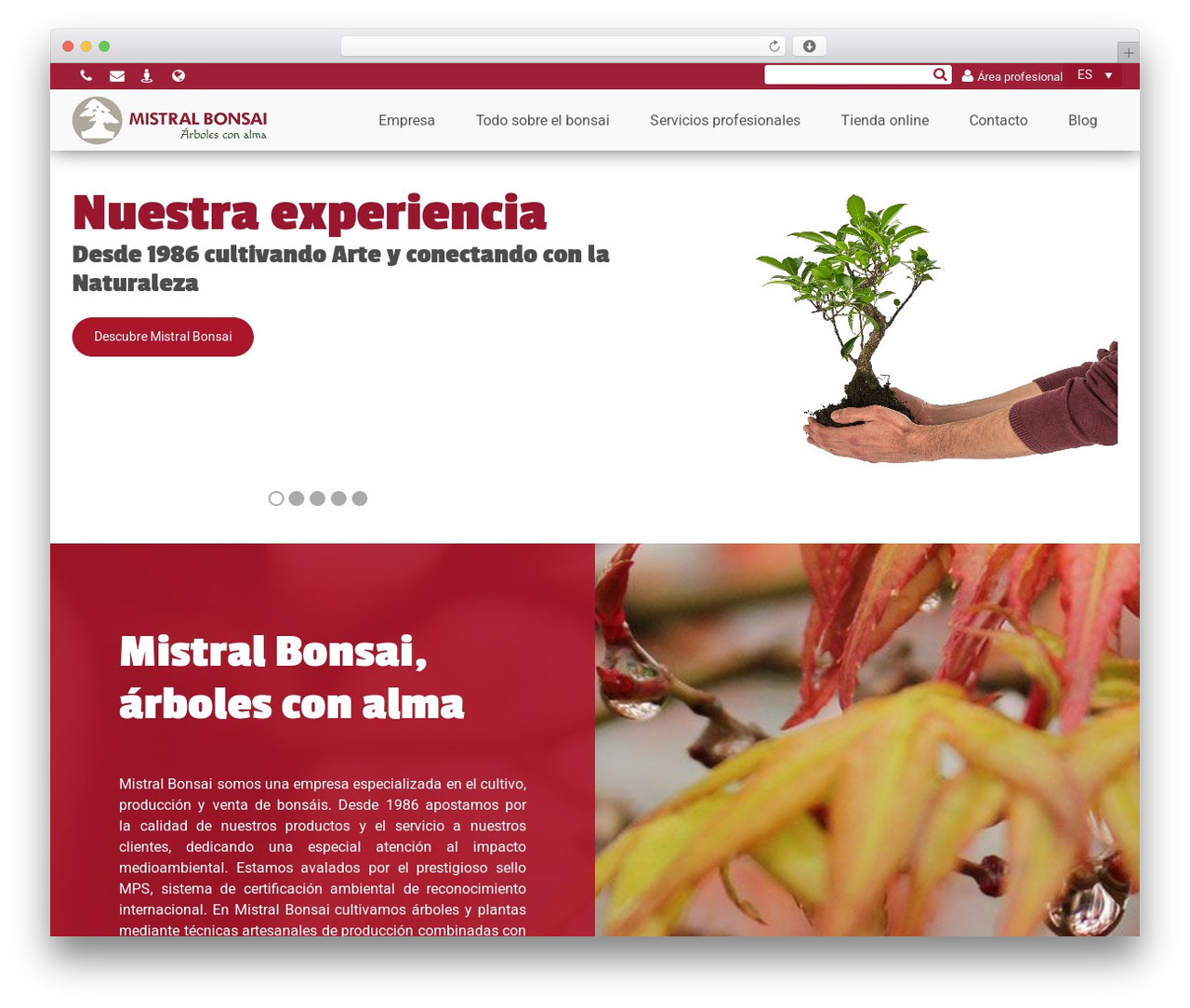 Theme WordPress smartweb - mistralbonsai.com Theme WordPress smartweb - mistralbonsai.com
