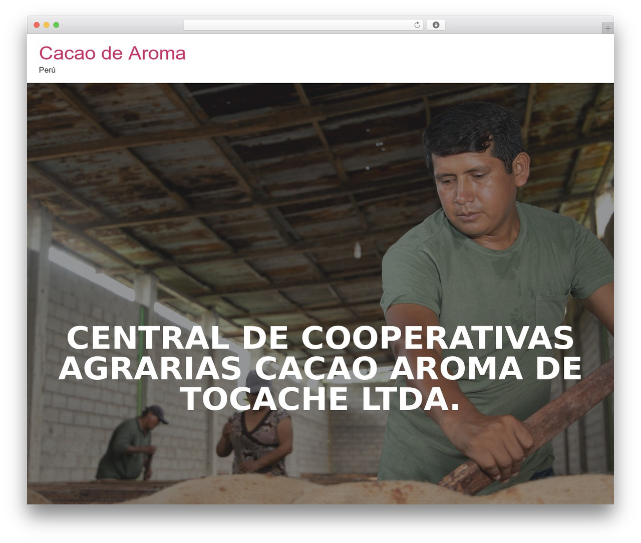 Theme WordPress Piwicho Studio - cacaodearoma.com