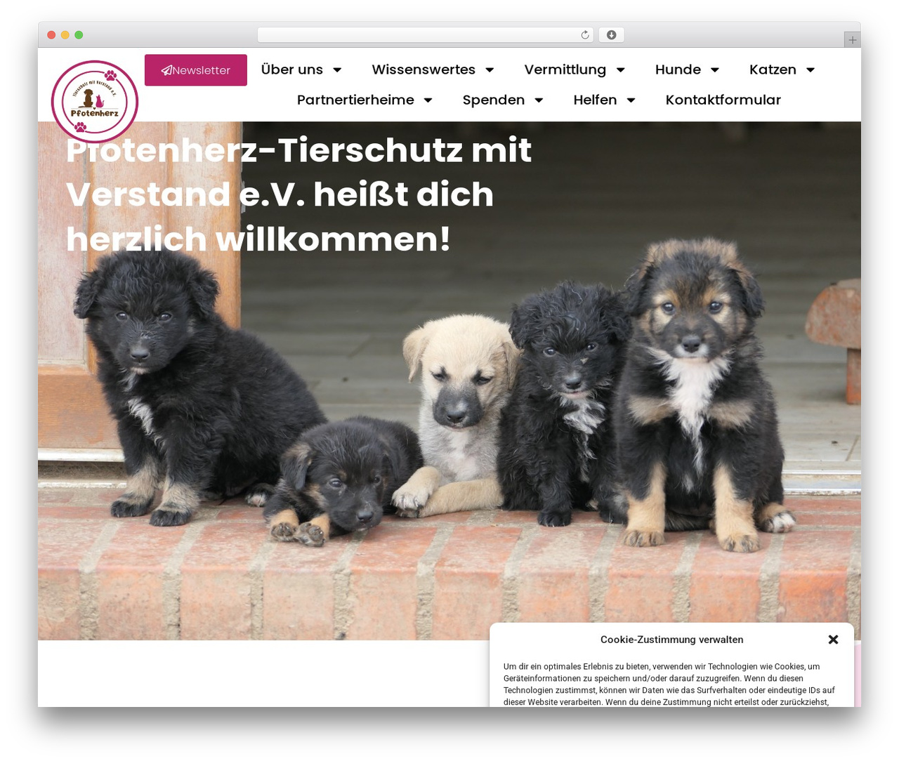 Hello Elementor WordPress theme - pfotenherz-tierschutz.com Hello Elementor WordPress theme - pfotenherz-tierschutz.com