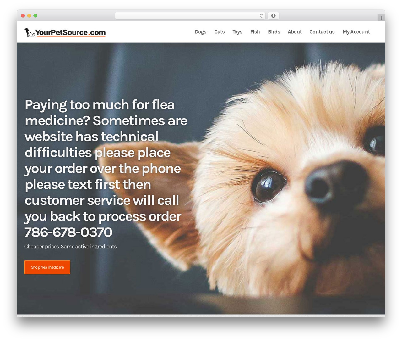Bold. WordPress theme - yourpetsource.com Bold. WordPress theme - yourpetsource.com
