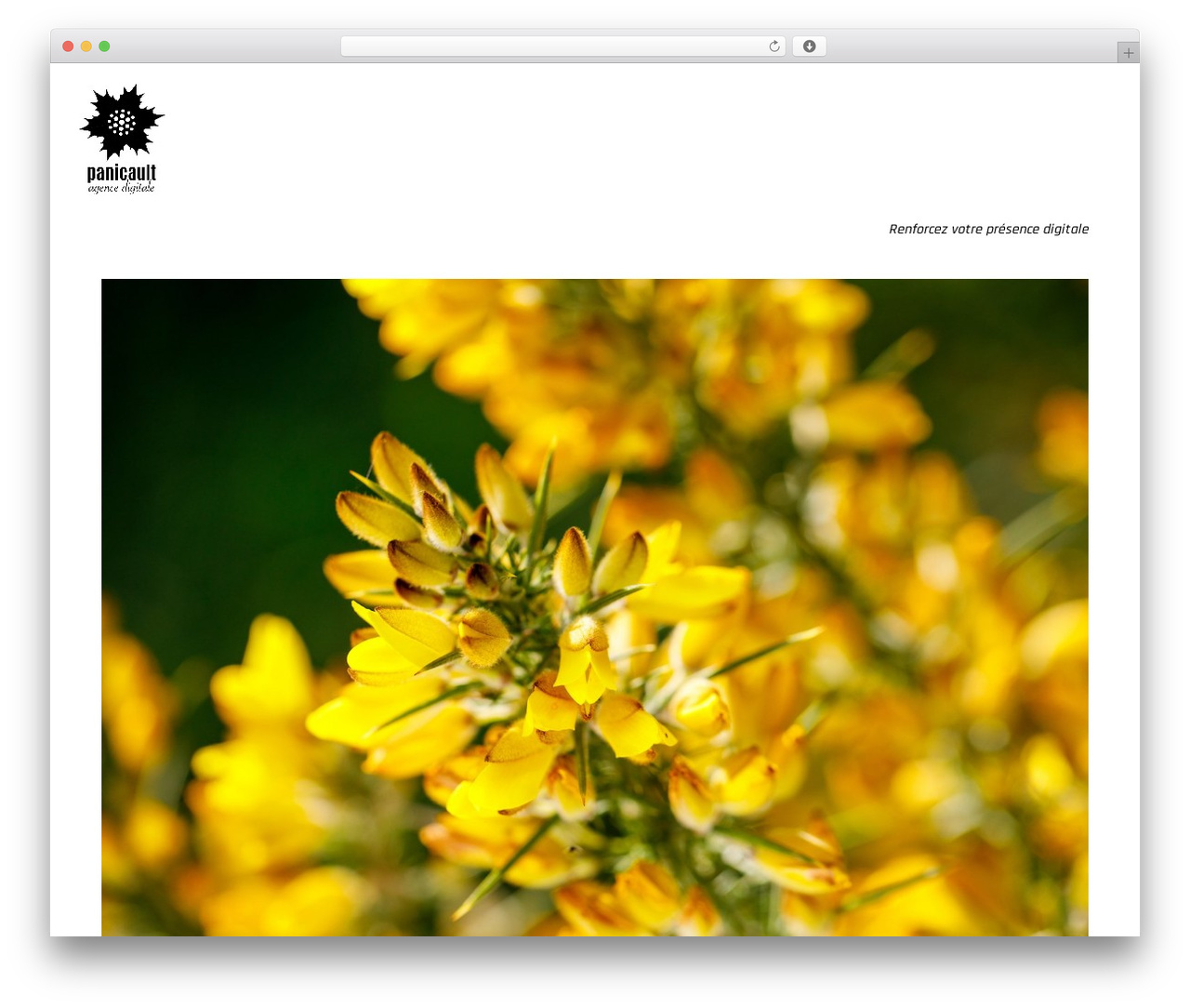 panicault WordPress video theme - panicault.com