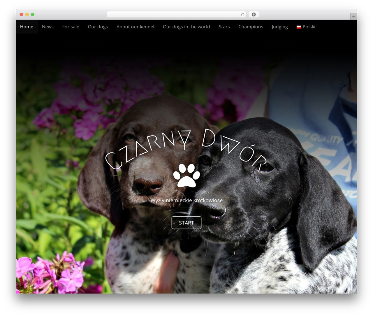 Arcade Basic WordPress theme - czarnydwor.pl