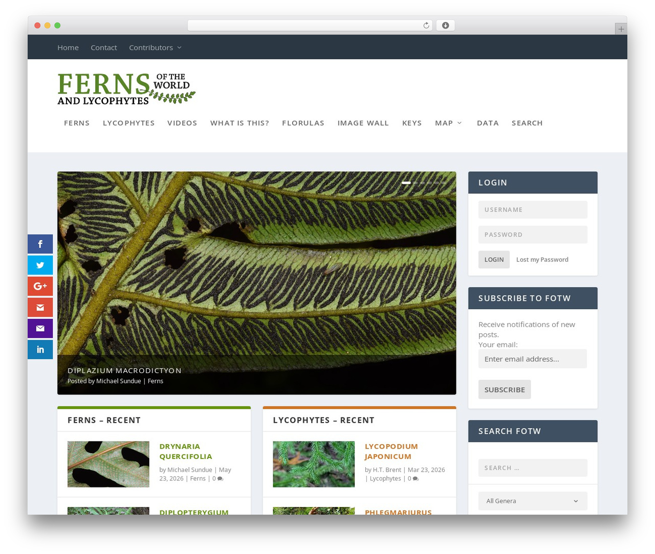 WordPress theme Extra - fernsoftheworld.com
