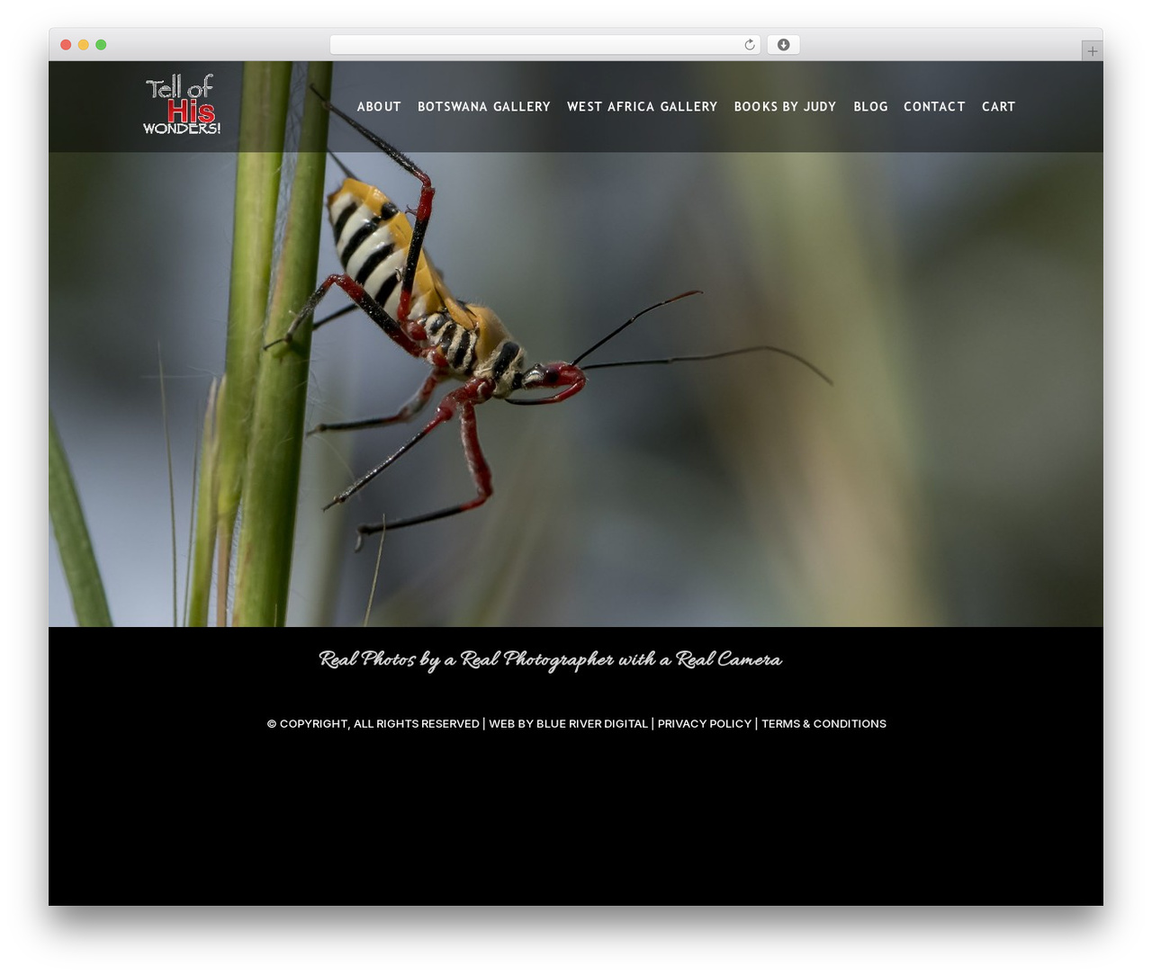 Hello Elementor wallpapers WordPress theme - tellofhiswonders.com