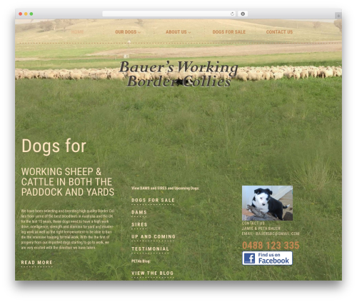 Cherry rank WordPress plugin - bauersworkingbordercollies.com.au