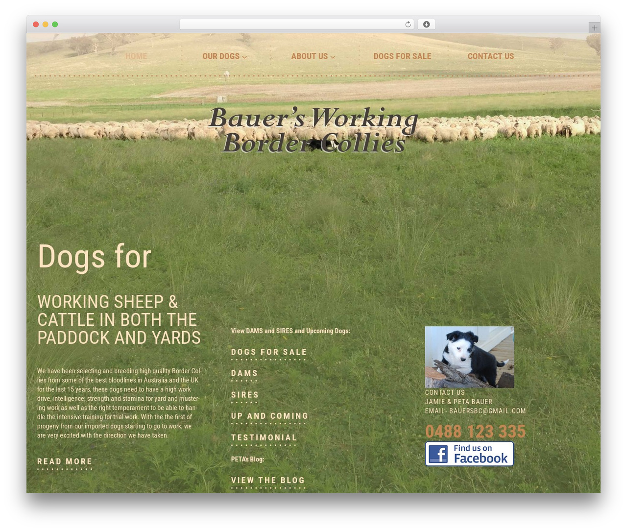 Cherry Framework WordPress theme - bauersworkingbordercollies.com.au Cherry Framework WordPress theme - bauersworkingbordercollies.com.au