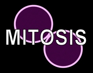 WordPress theme Mitosis by R(ed)