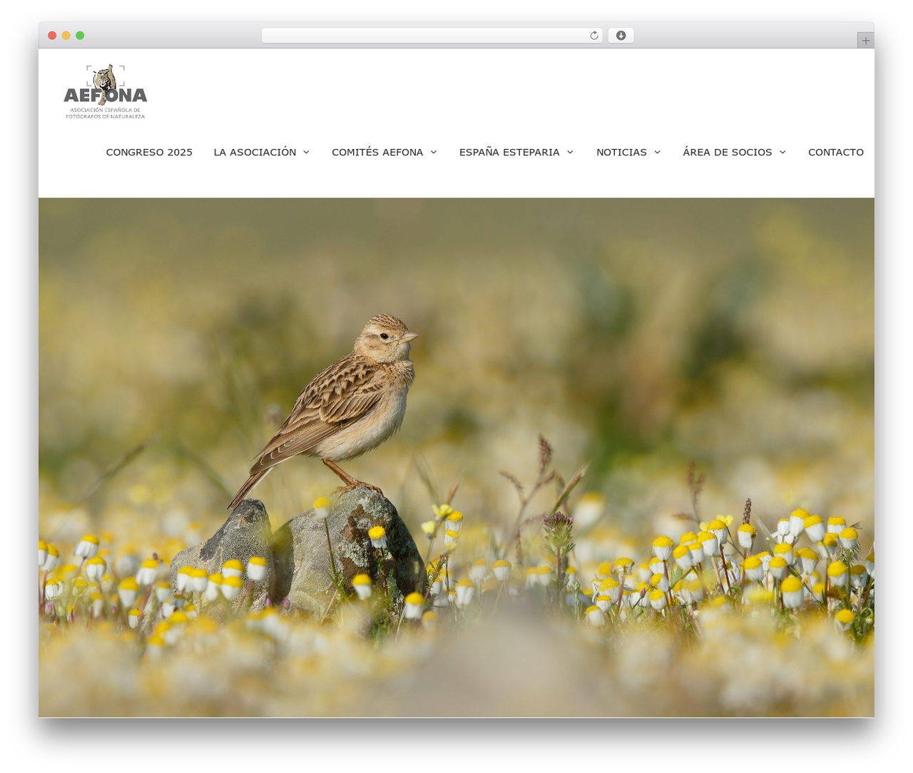 Aefona theme WordPress free - www.aefona.org Aefona theme WordPress free - www.aefona.org