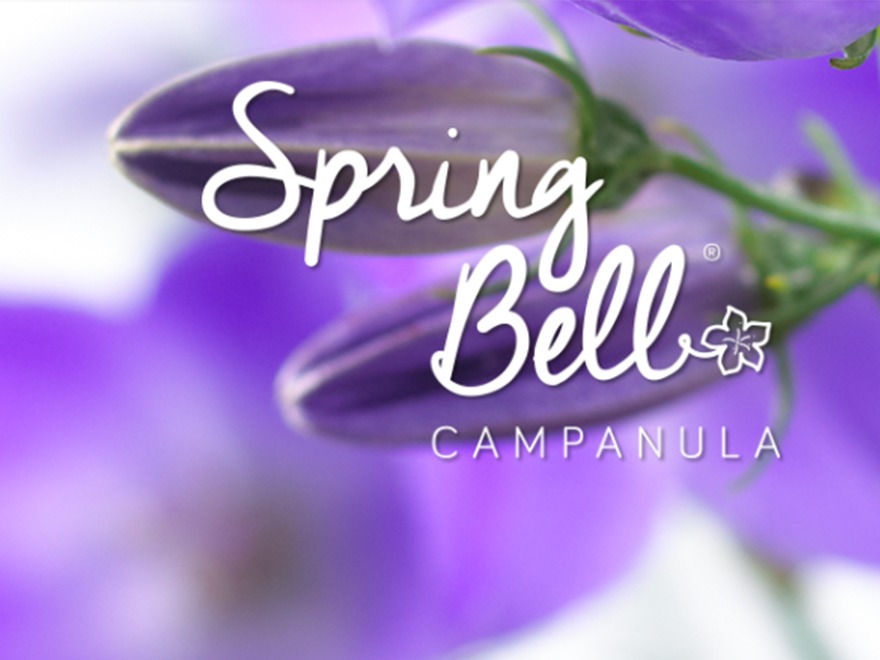 Spring Bell WordPress theme by Studio Campo