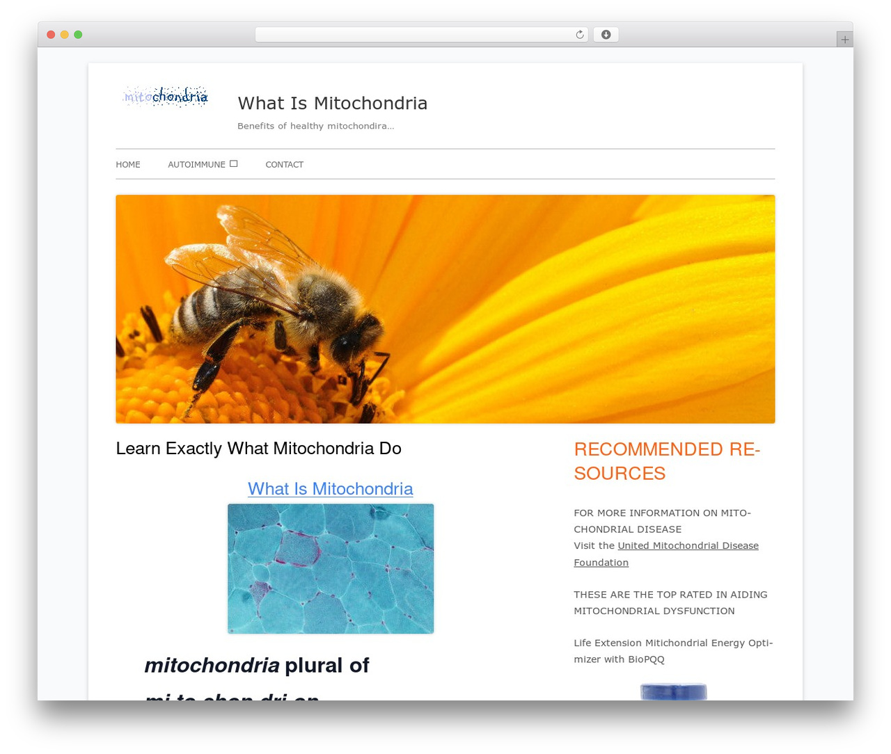 Tiny Framework WordPress theme - whatismitochondria.com Tiny Framework WordPress theme - whatismitochondria.com