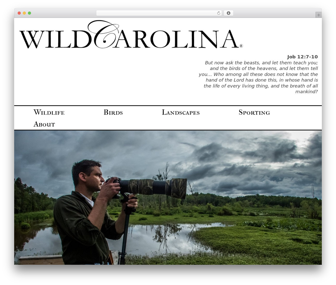 The WP best WordPress theme - wildcarolina.com The WP best WordPress theme - wildcarolina.com