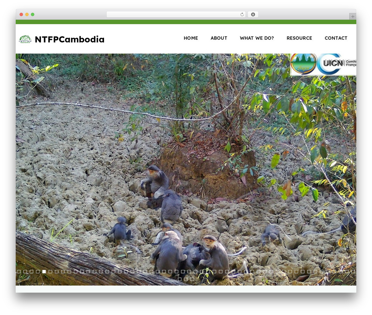 Benevolent theme WordPress - ntfp-cambodia.org