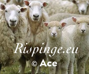 WP theme Rispinge