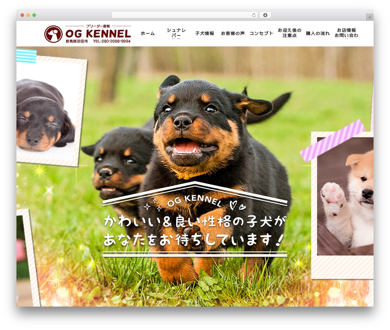 STINGER8-custom WordPress theme - og-pet.com STINGER8-custom WordPress theme - og-pet.com