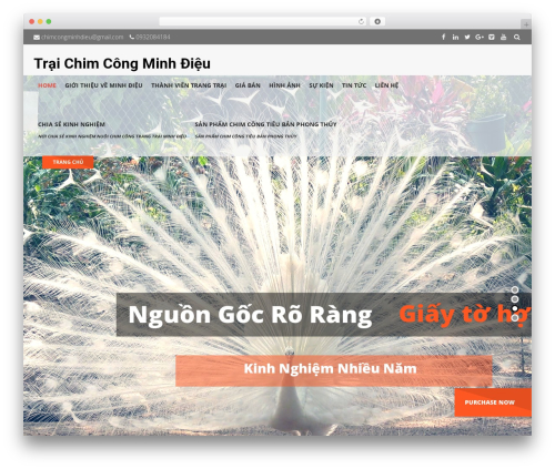 Best WordPress theme Elevation - chimcongcanh.com