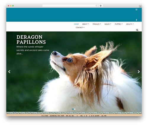 Best WordPress theme The7 Classic - deragonpapillons.com
