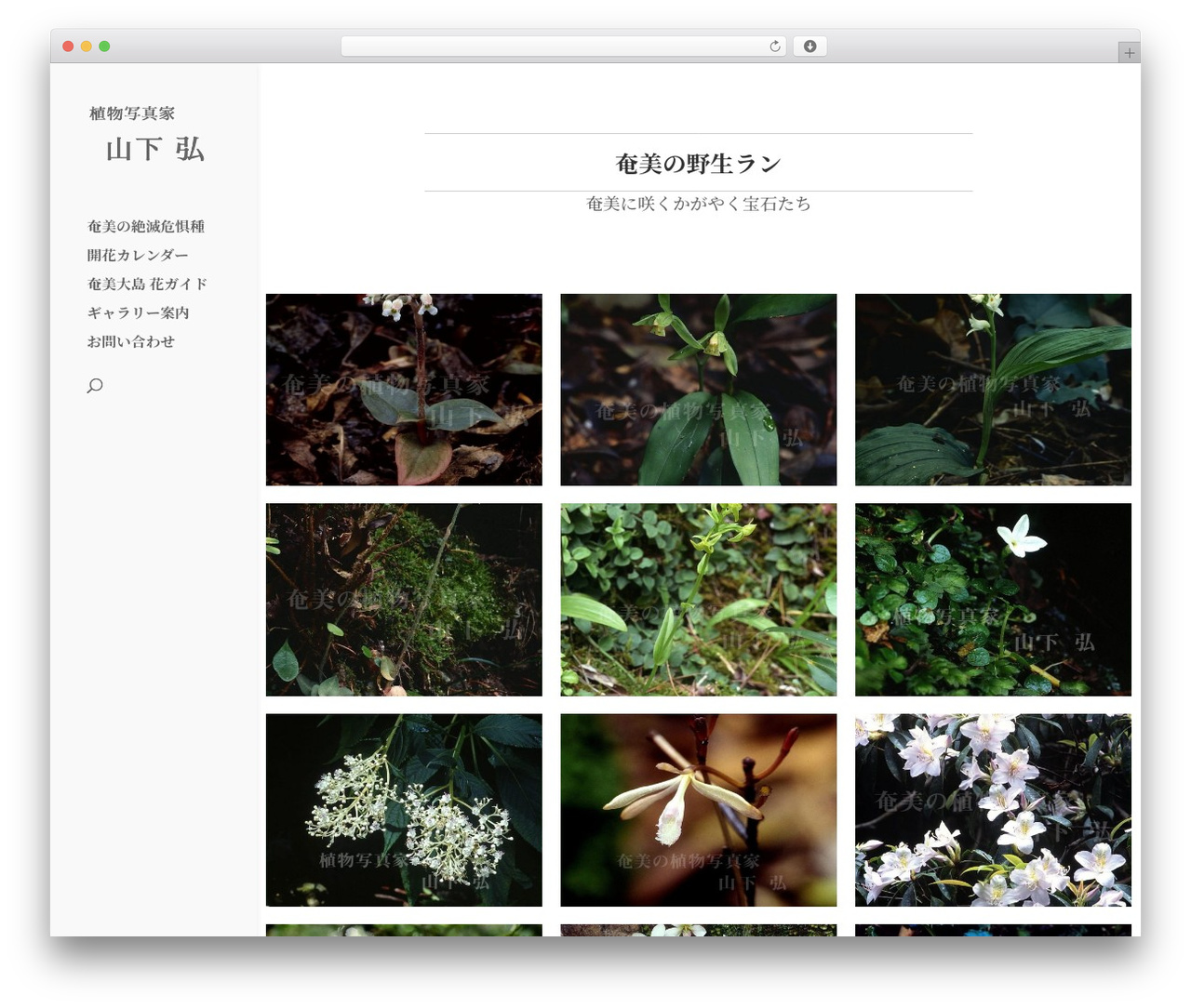 Divi WordPress theme - amami-yaseiran.com