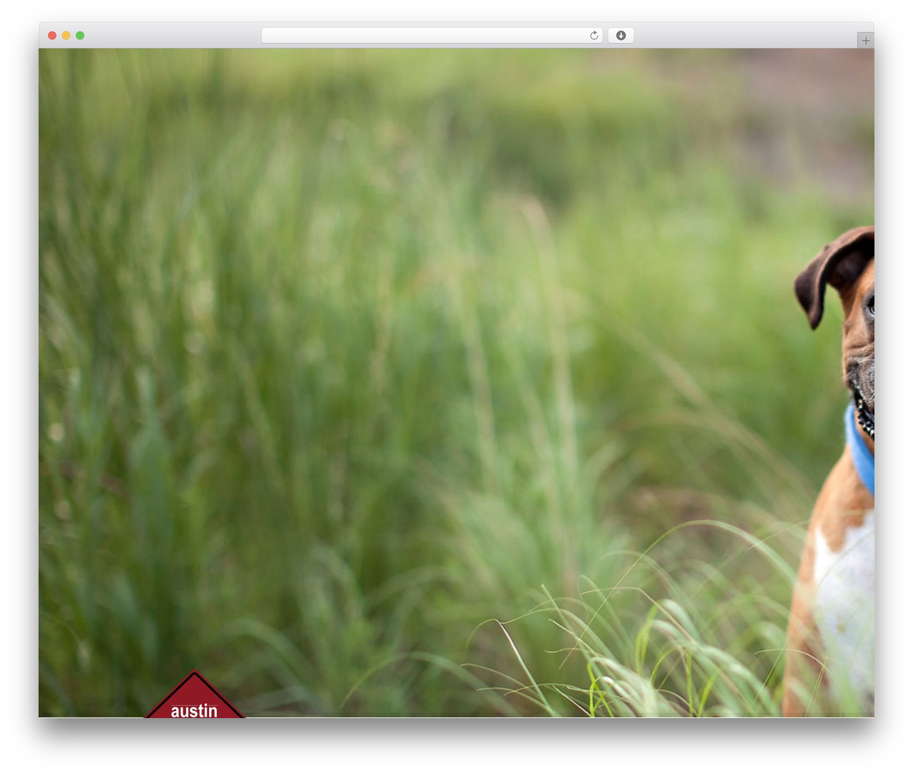 WordPress theme WordPress theme1196 - austindogzone.com