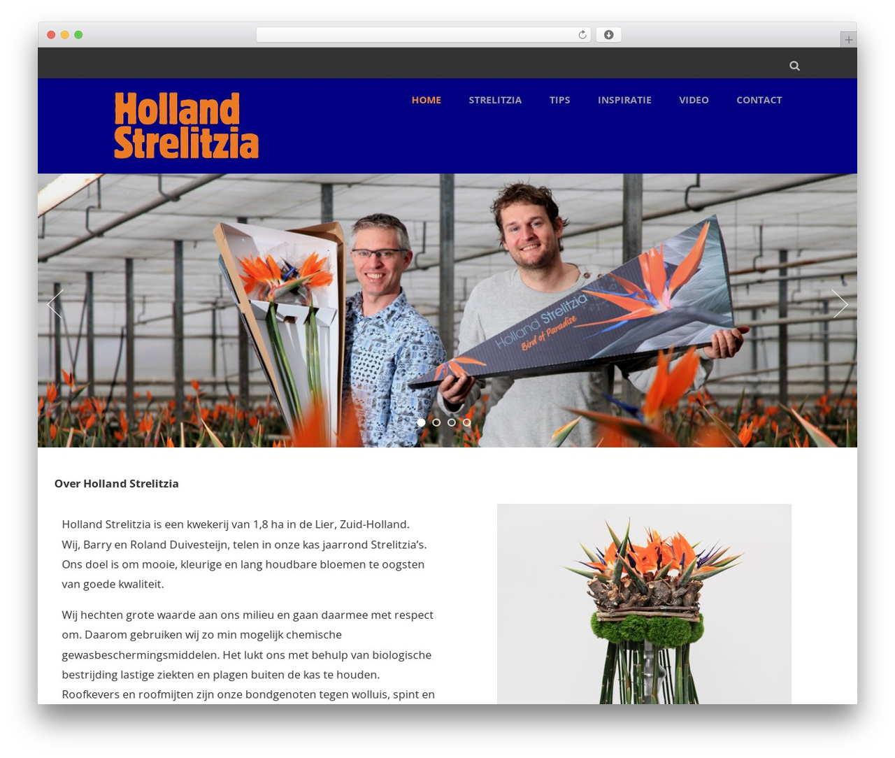 WordPress theme Optimizer PRO - hollandstrelitzia.nl