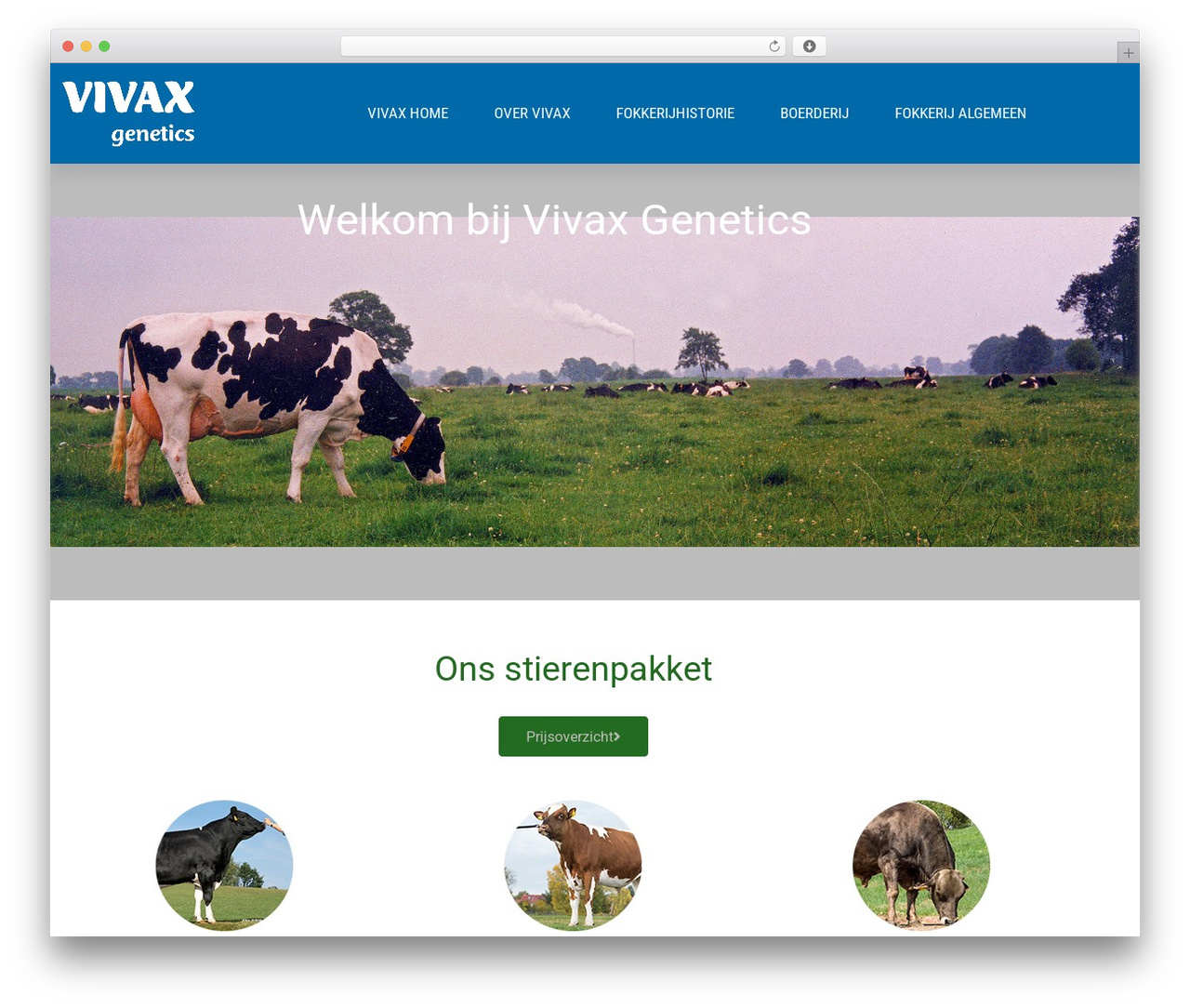 Theme WordPress Hello Elementor - vivax.nl