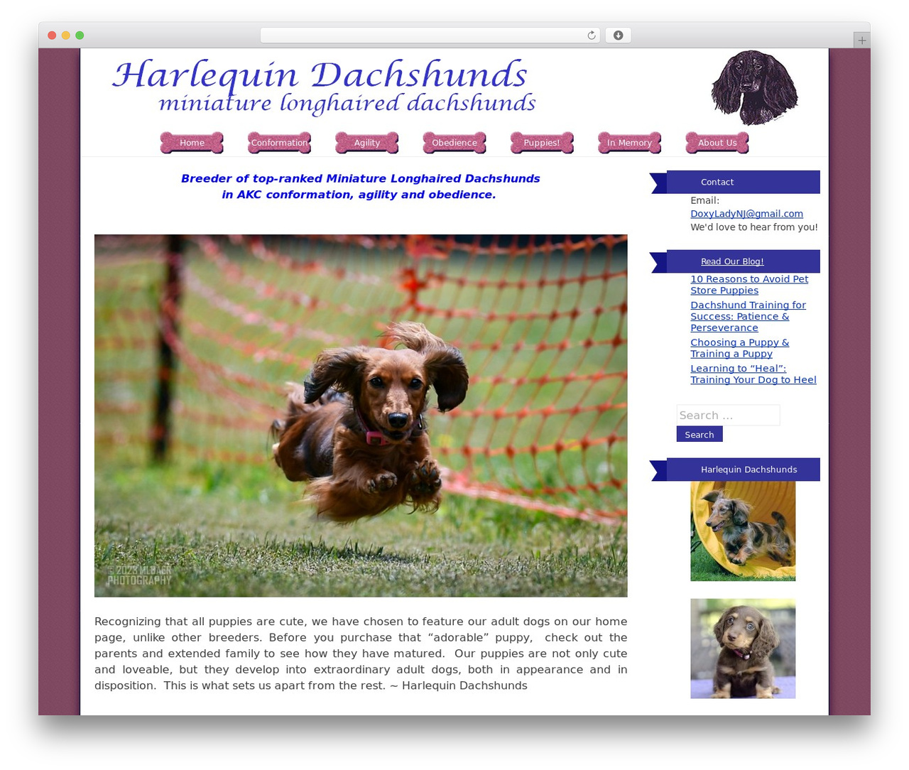 dachtheme theme WordPress - harlequindachshunds.com