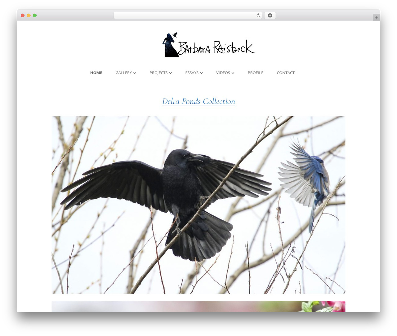 Tiny Forge WordPress photo theme - barbararaisbeck.com Tiny Forge WordPress photo theme - barbararaisbeck.com