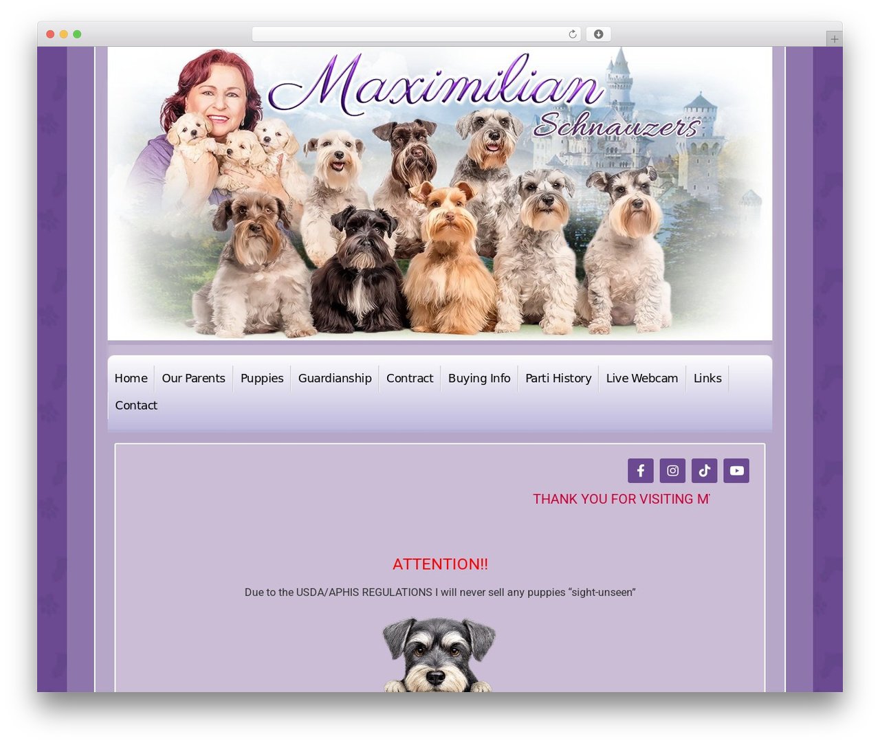 Hello Elementor WordPress theme - maximilianschnauzers.com Hello Elementor WordPress theme - maximilianschnauzers.com