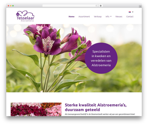 Dodoadmin WordPress plugin - tesselaar.eu