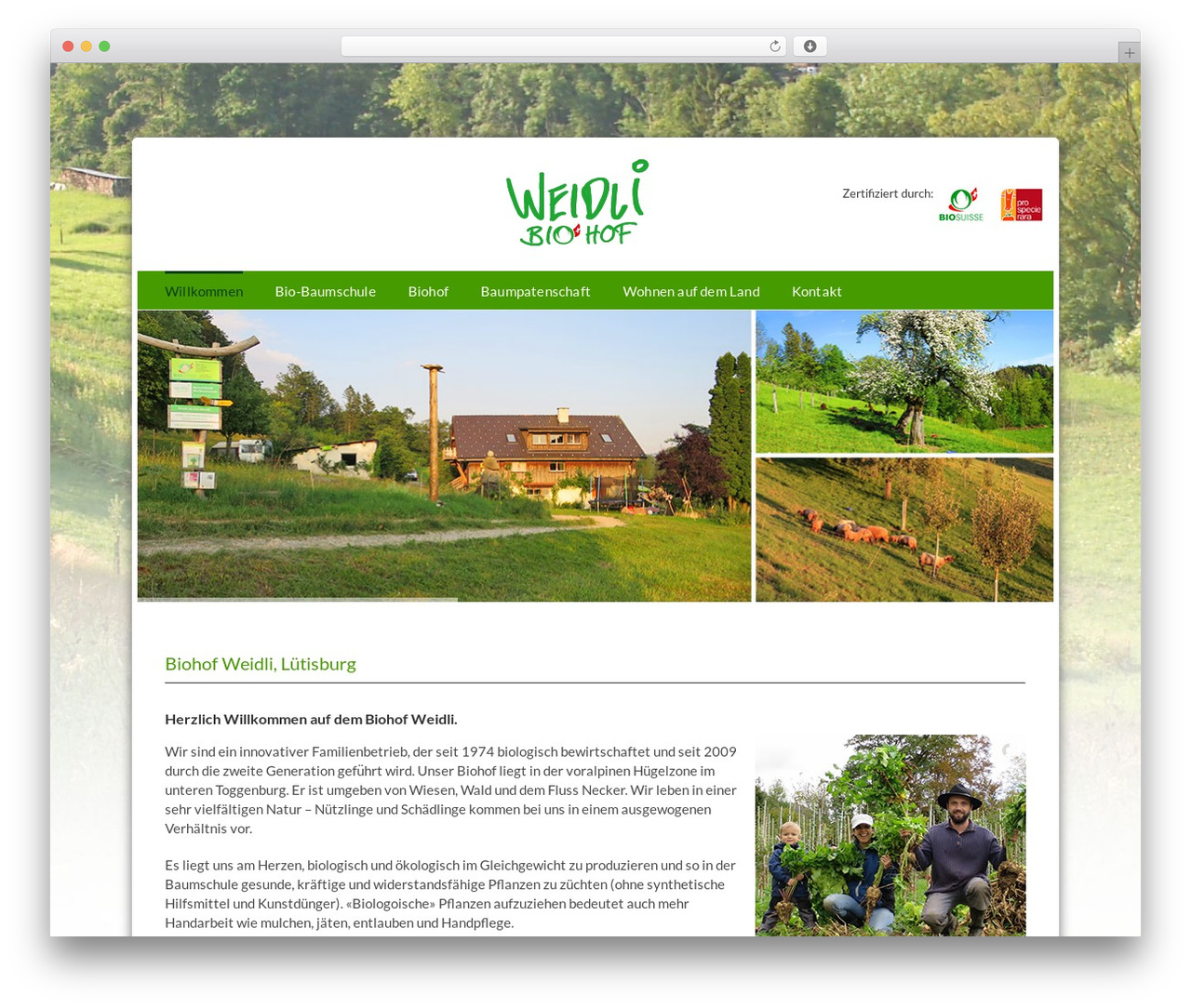 WordPress theme Avada - weidli.ch
