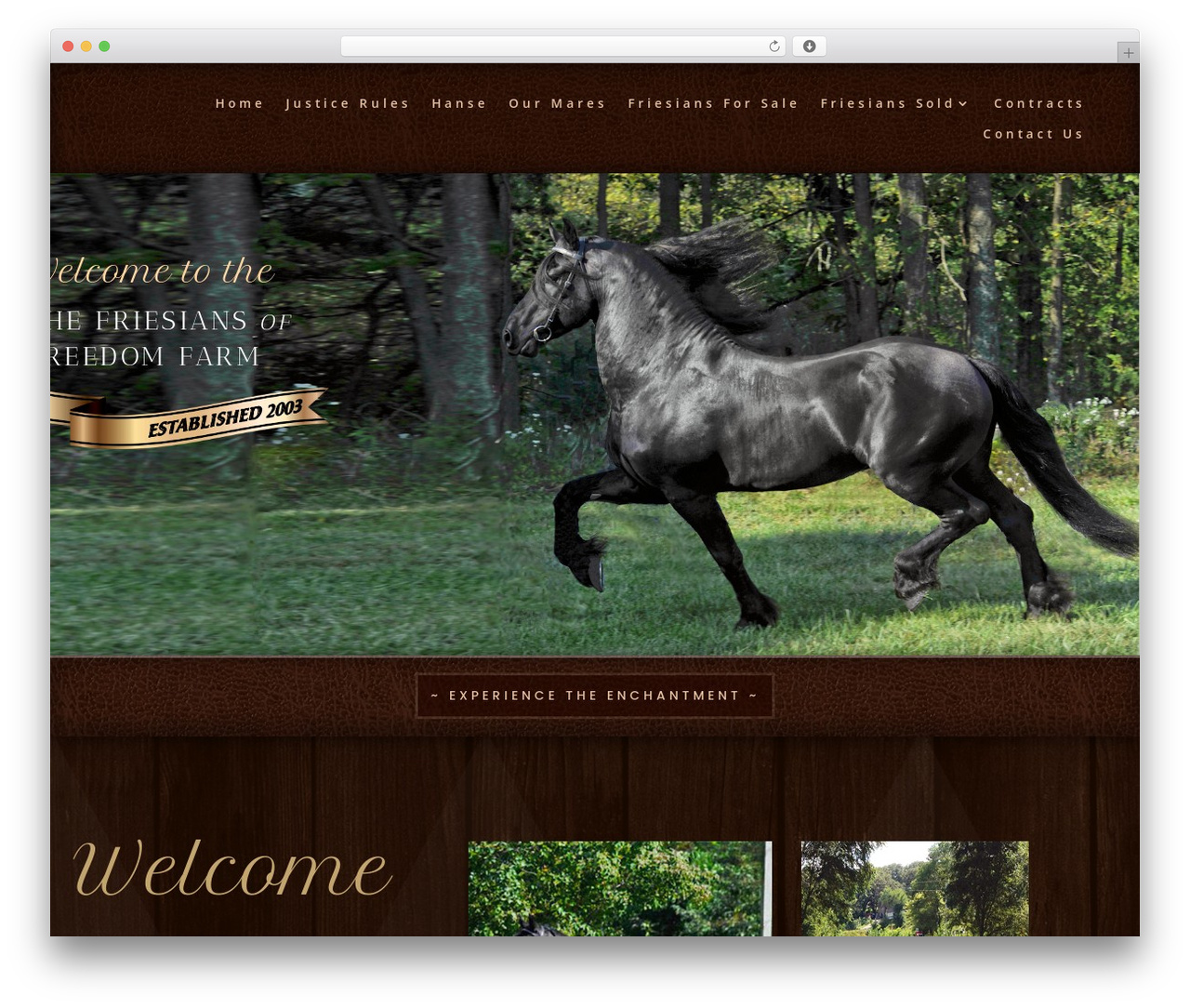 Divi WordPress theme - tfffllc.com Divi WordPress theme - tfffllc.com