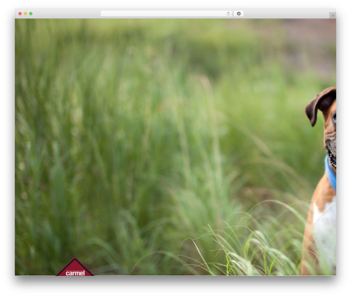 WP theme WordPress theme1196 - carmeldogzone.com