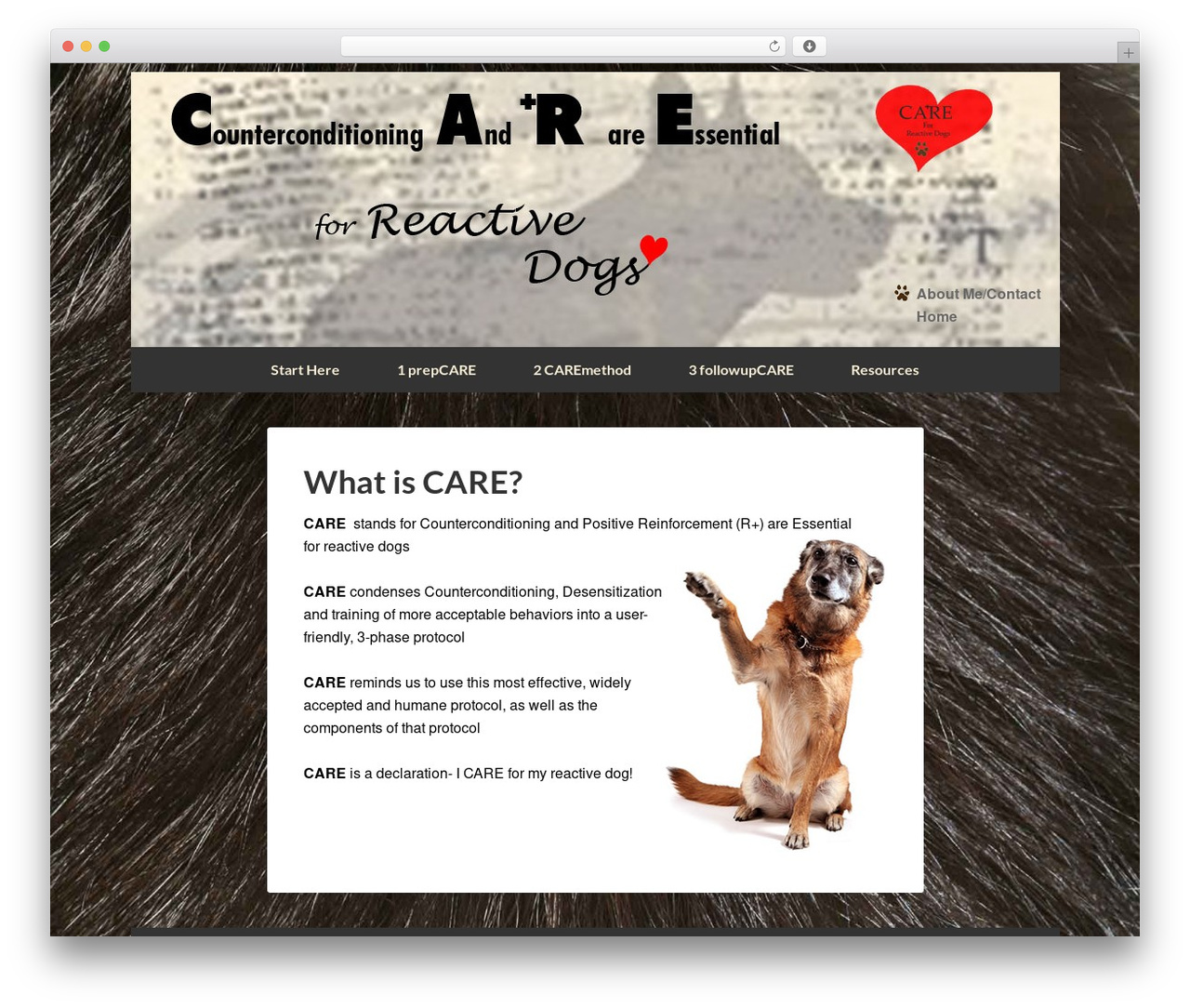 WordPress theme C.A.R.E. - careforreactivedogs.com