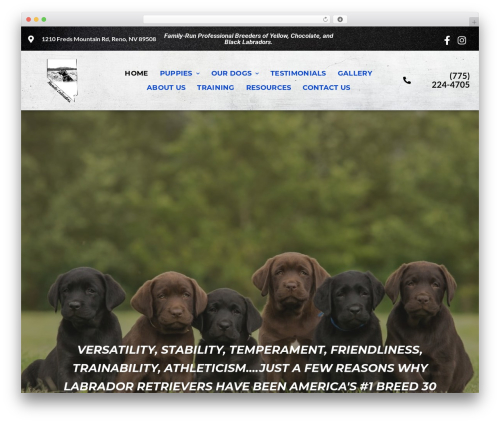 Pf3 connect 1 WordPress plugin - nevadalabradors.com