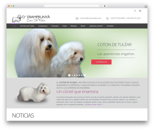 Mexin WordPress theme - cotonweb.com