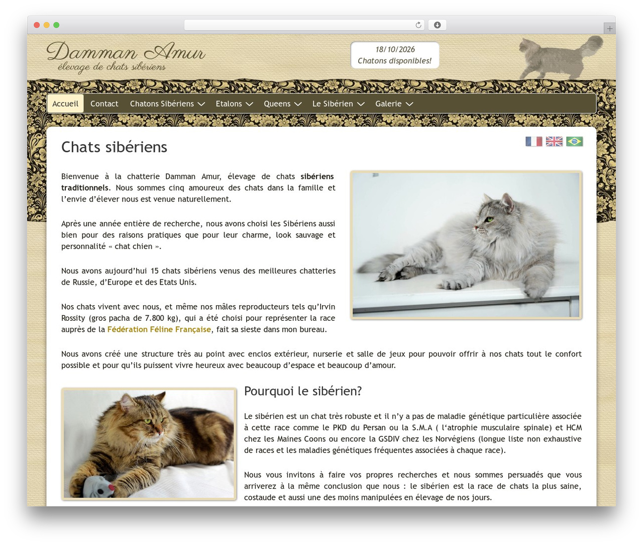 Responsive free WordPress theme - chatssiberiens.fr