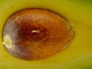 Theme WordPress Avocado (Responsive Edition) by Omer Levi