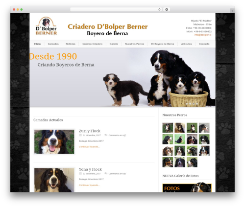 WP theme Modernize - dbolper.cl