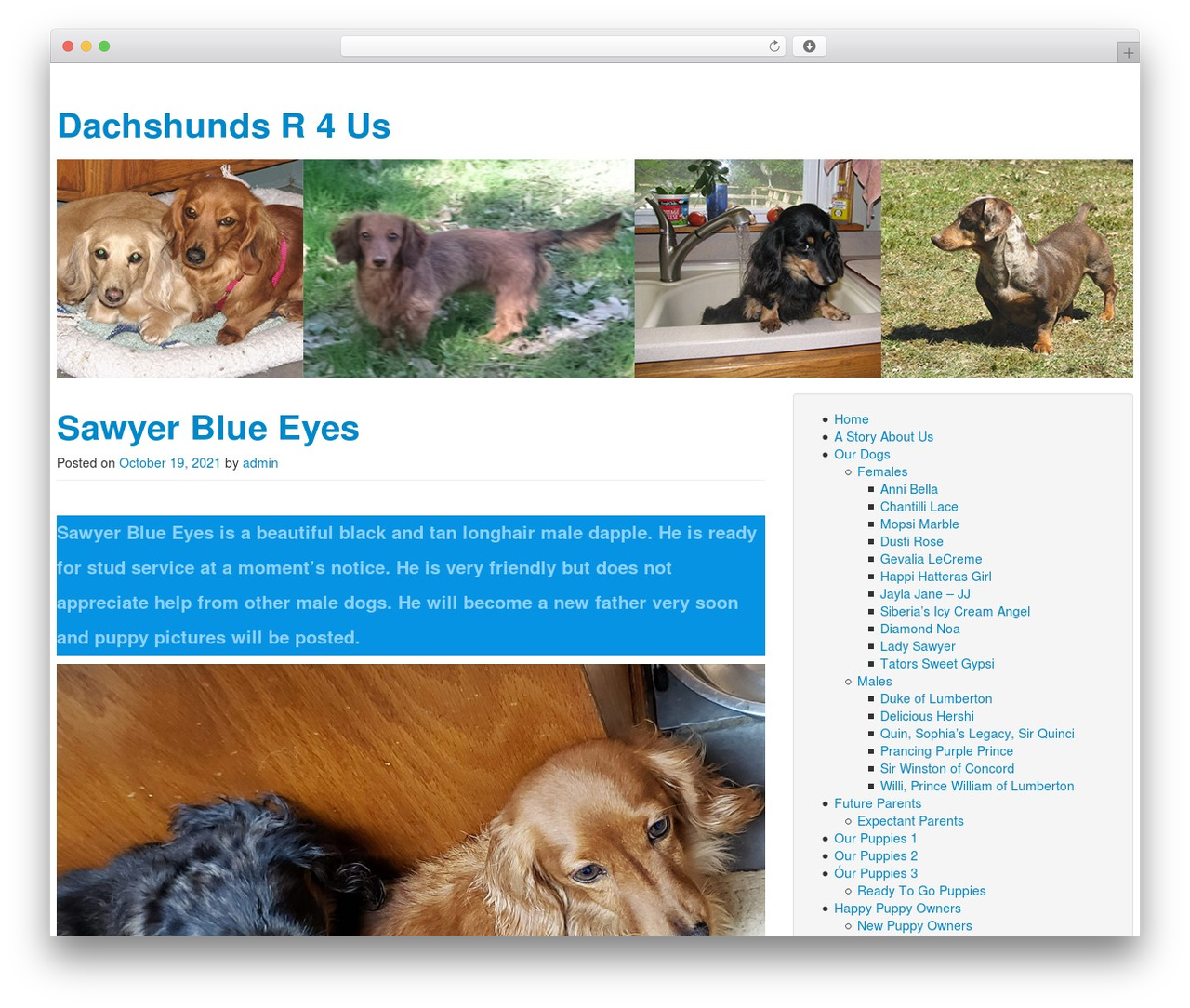 The Bootstrap WordPress theme - dachshundsr4us.com