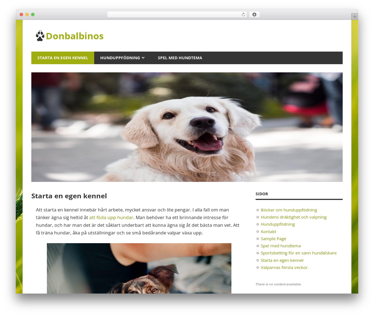 Beetle WordPress theme design - donbalbinos.se