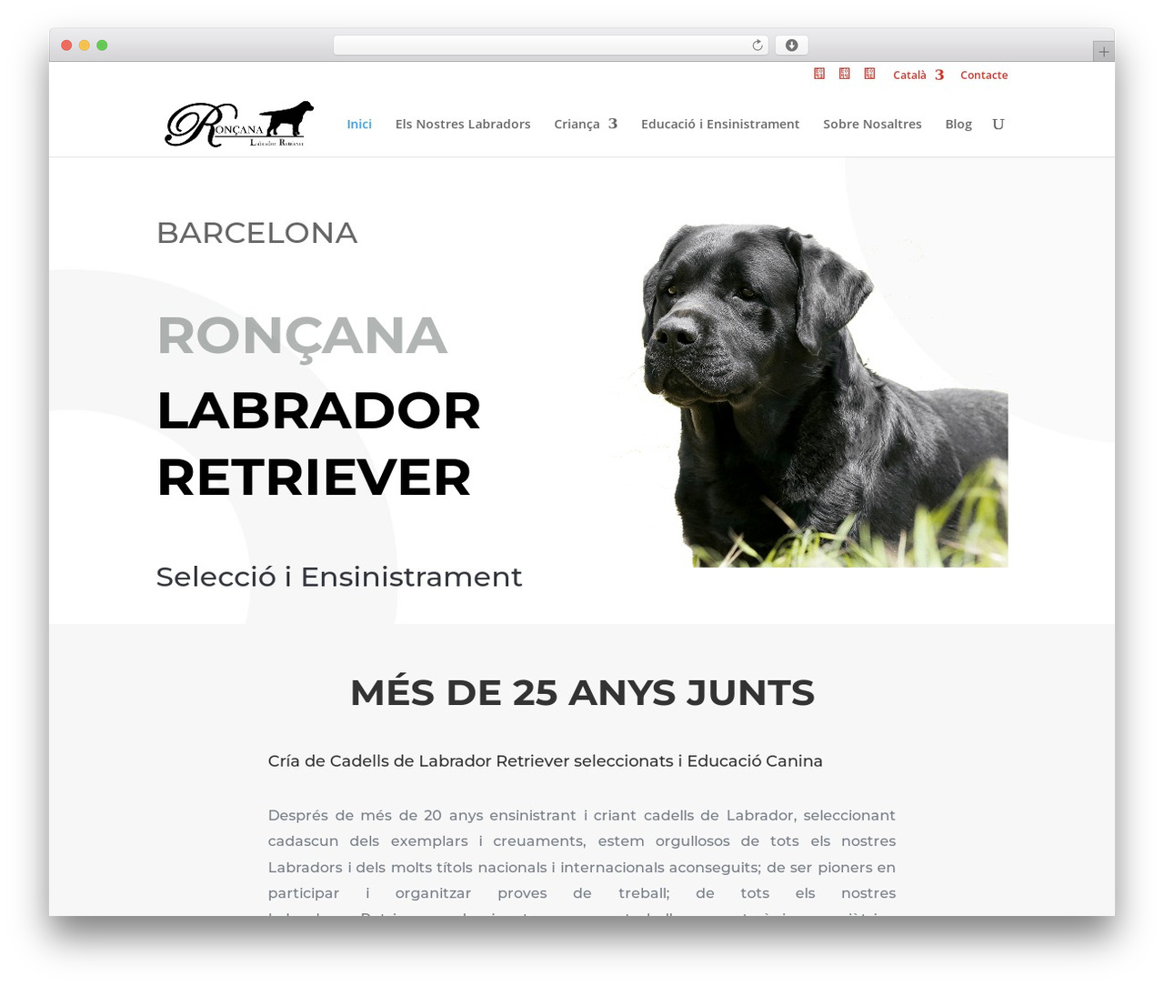 WordPress theme Divi - roncana.com WordPress theme Divi - roncana.com