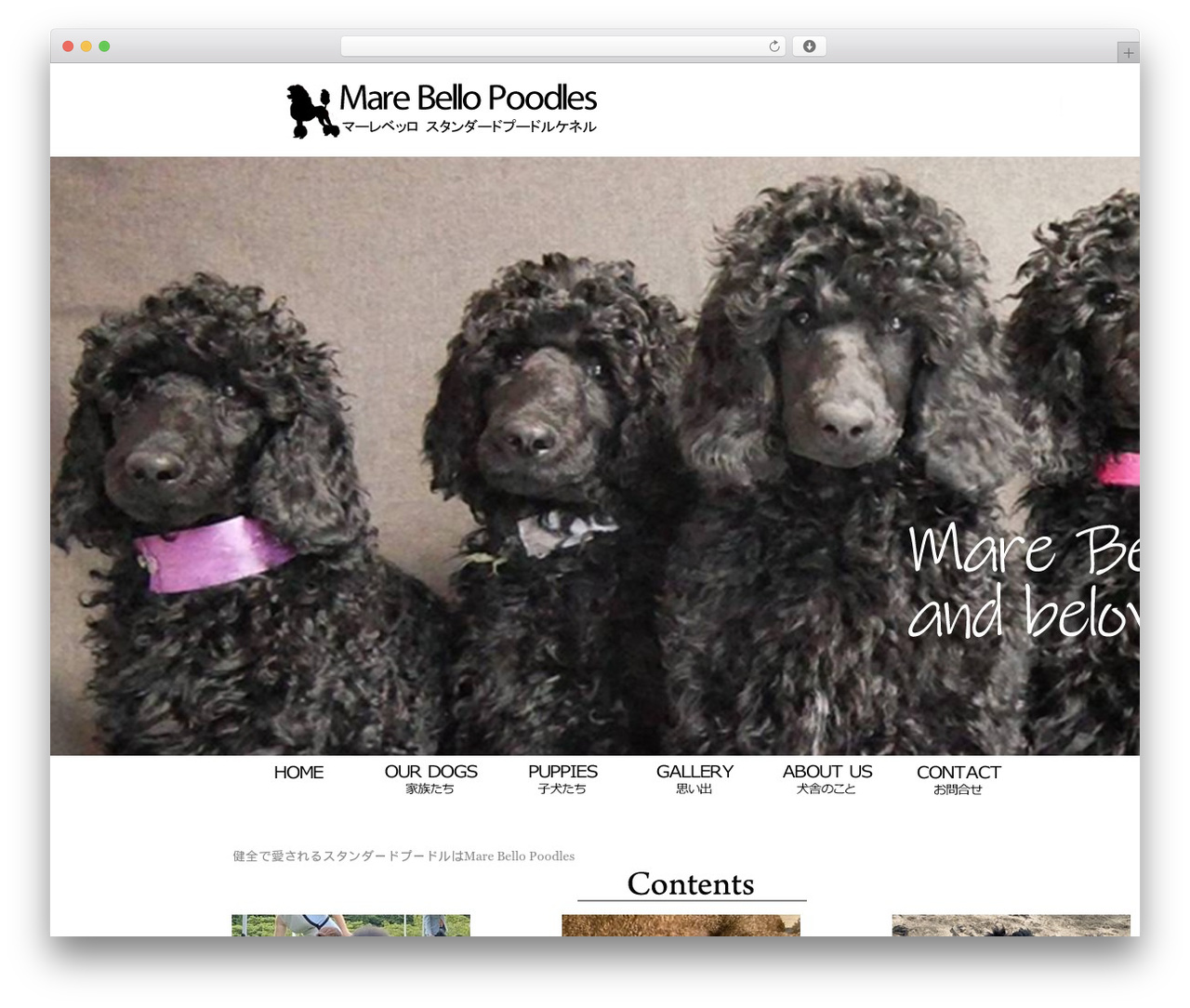 WordPress theme Sample Theme - marebello-poodles.com WordPress theme Sample Theme - marebello-poodles.com