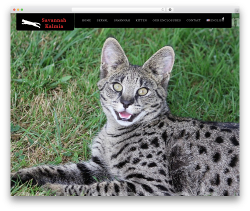 DK theme WordPress - savannah-f1.com