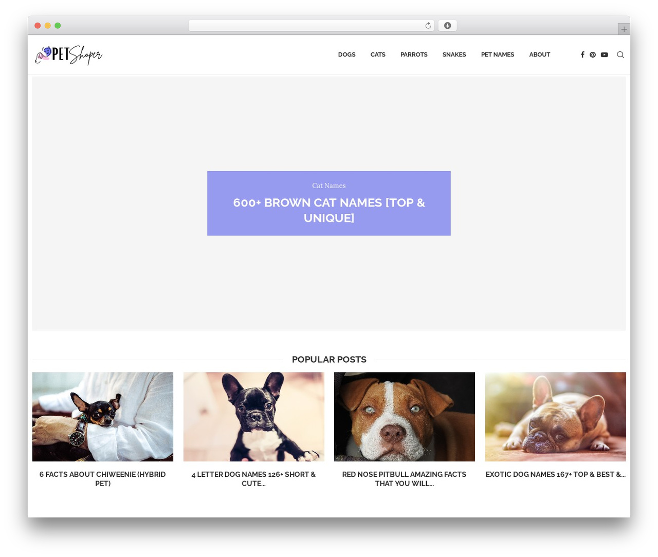 soledad WordPress ecommerce theme - petshoper.com soledad WordPress ecommerce theme - petshoper.com