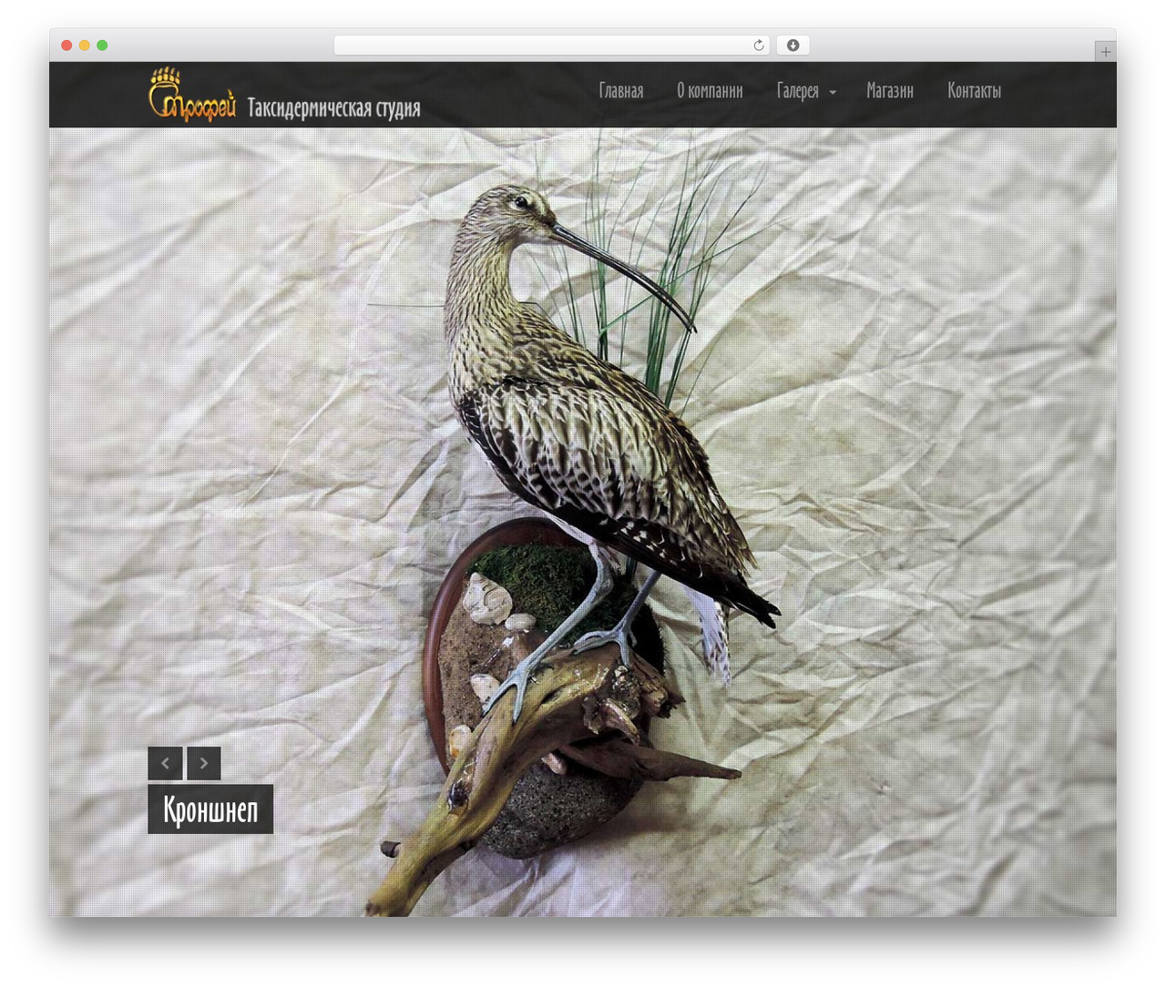 Theme WordPress Lensa - spbtrophy.ru