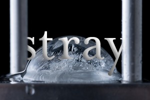 WordPress theme Stray by Allen