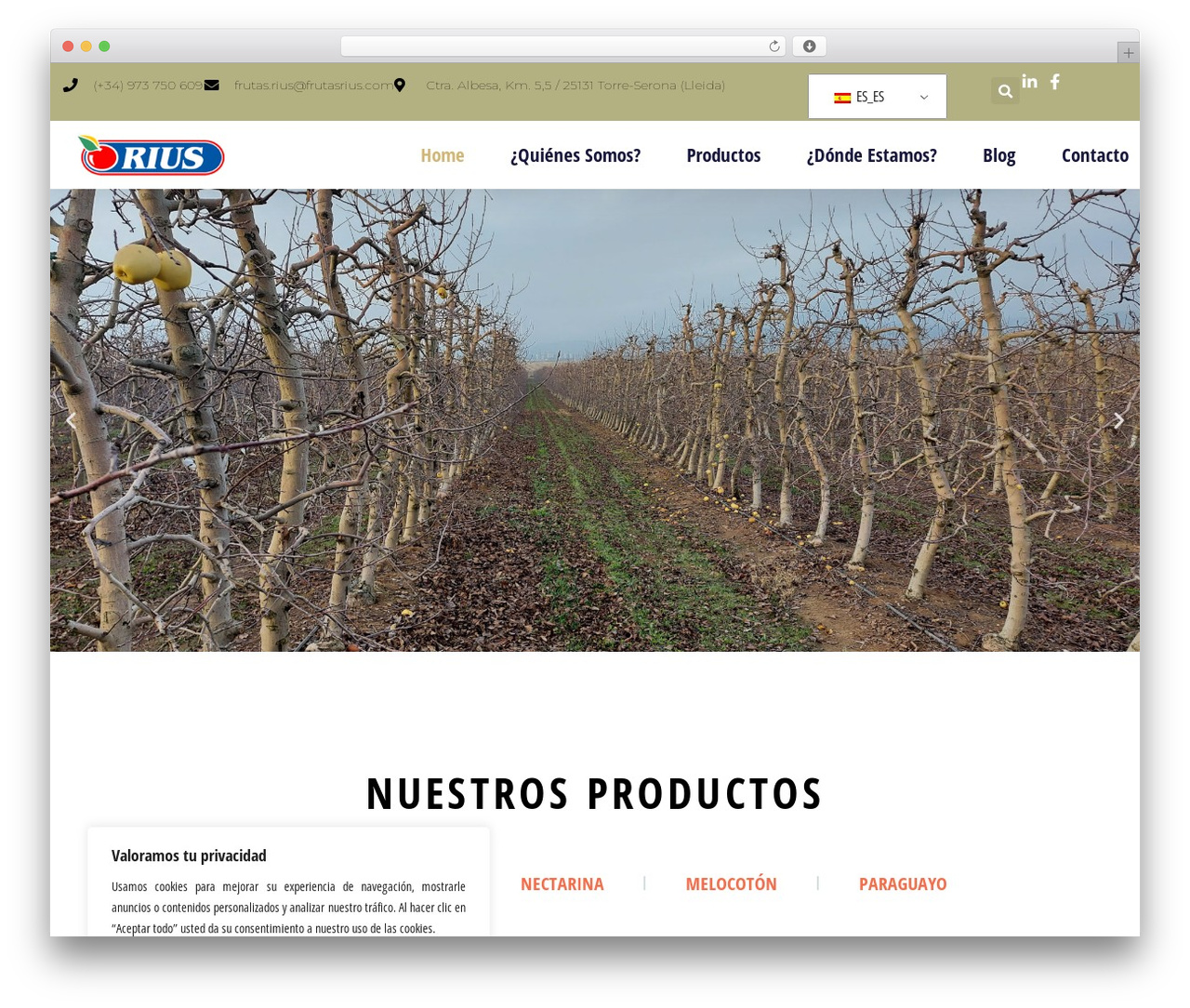 WordPress website theme Broccoli Child - frutasrius.com WordPress website theme Broccoli Child - frutasrius.com