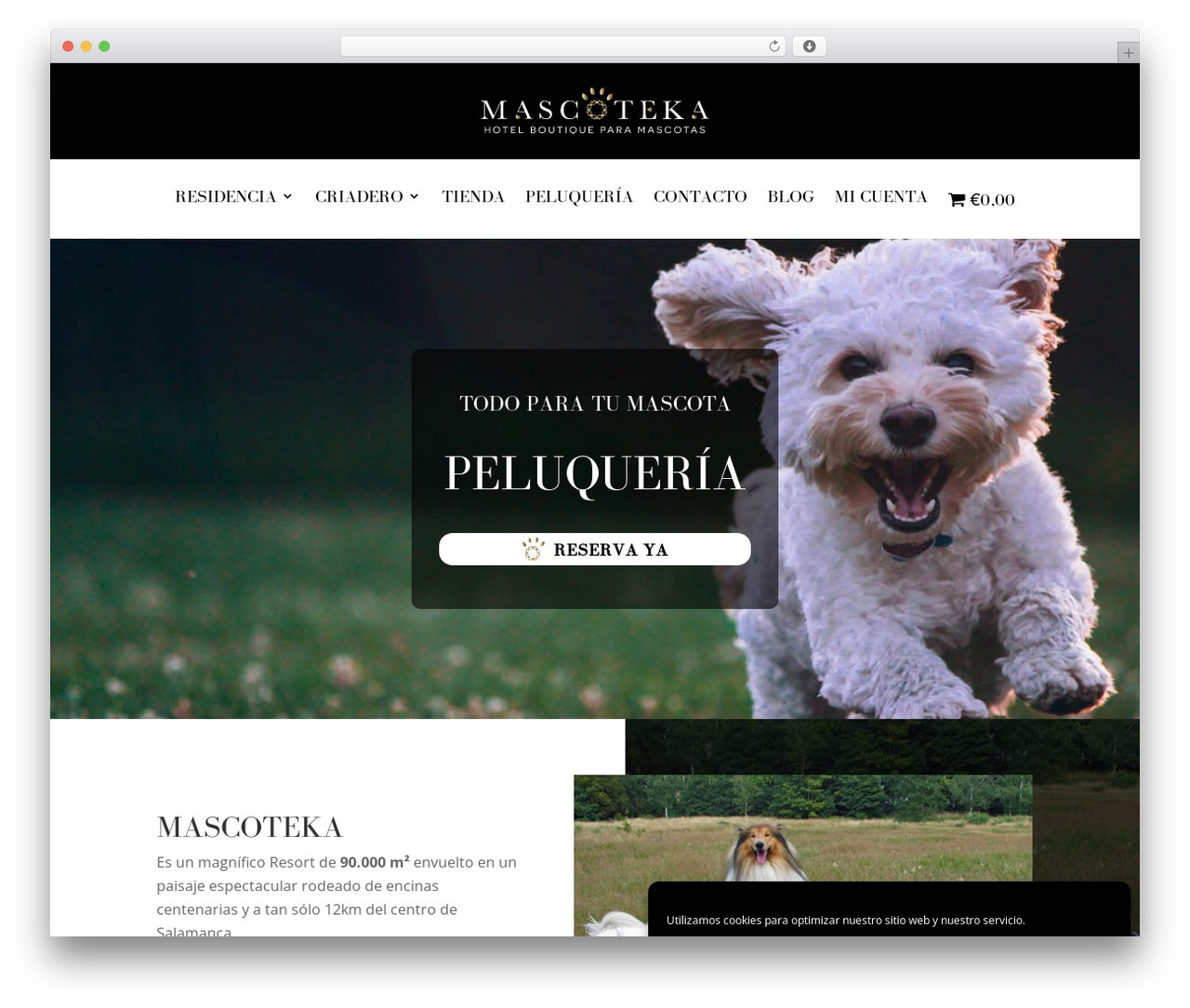 Divi WordPress theme - mascoteka.com Divi WordPress theme - mascoteka.com