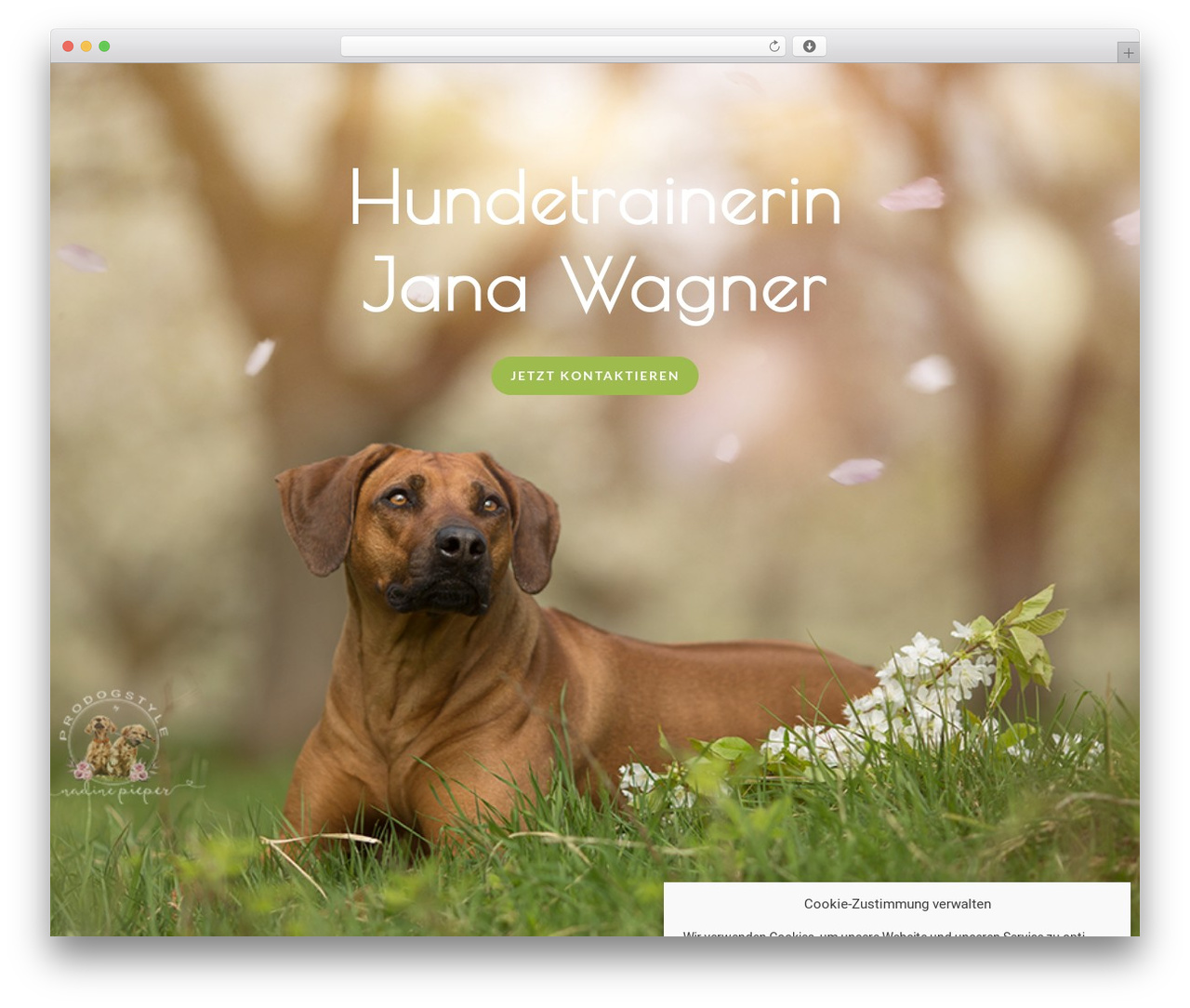 Constructor theme WordPress - hundetraining-jena.de