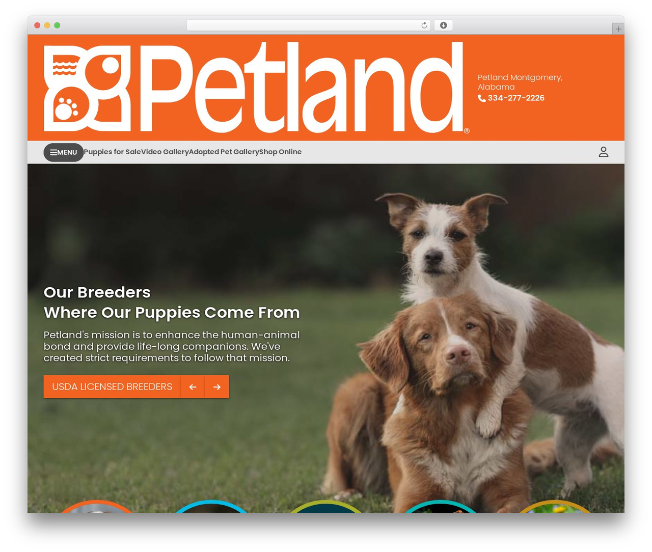 WordPress theme PEP - petlandmontgomery.com